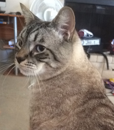 Lost Male Cat last seen Stirrup Way and Hitching Post Dr., Oceanside, CA 92057