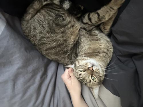 Lost Male Cat last seen 16th street and Clarendon , Phoenix, AZ 85014