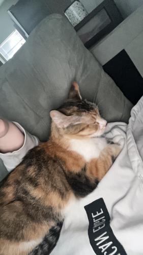 Lost Female Cat last seen The Croft s , Sioux Falls, SD 57108