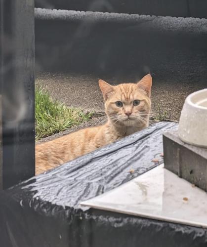 Found/Stray Unknown Cat last seen Morse and Karl rd, Columbus, OH 43229