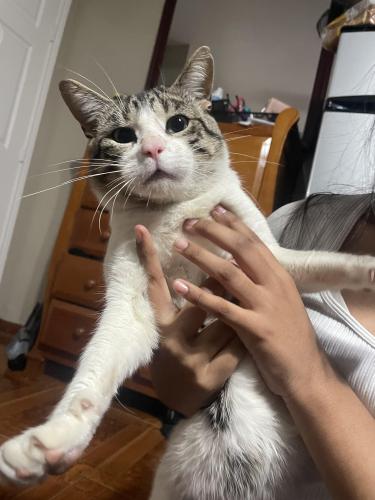 Lost Male Cat last seen Woodleigh Dr, Houston, TX 77083