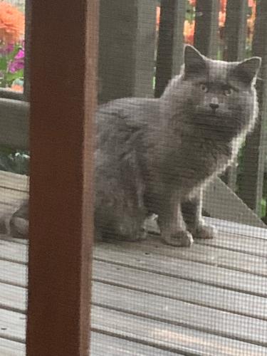 Lost Male Cat last seen Cascadia Ave S and S Andover St, Seattle 98118, Seattle, WA 98118