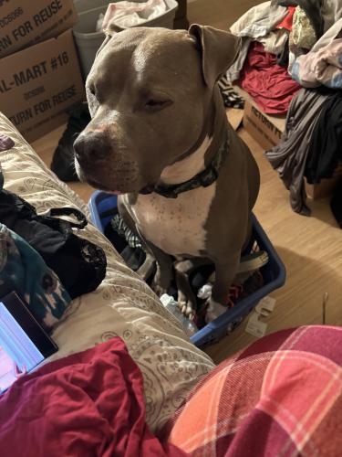 Lost Male Dog last seen Ulster ave , Knoxville, TN 37915