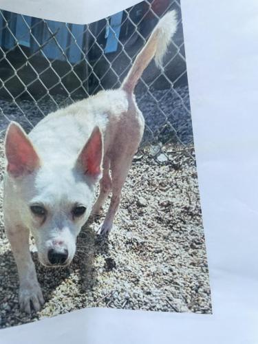 Lost Female Dog last seen Galvez/ Miro , New Orleans, LA 70119