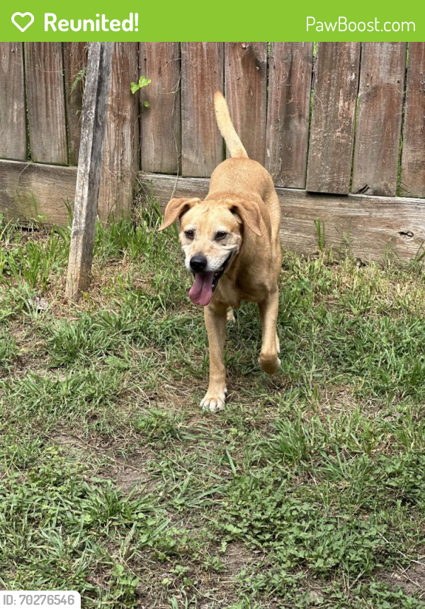 Reunited Female Dog last seen Near fm, Houston, TX 77070