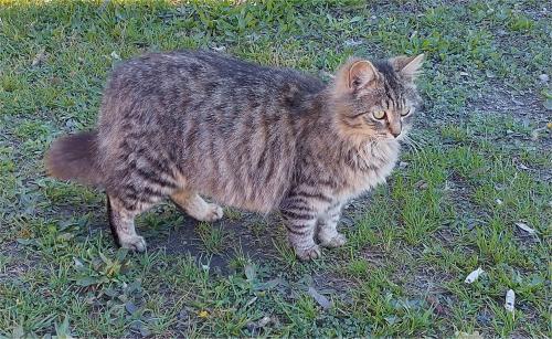 Lost Female Cat last seen Duffield st & Tork Road, Willow Grove, PA 19090