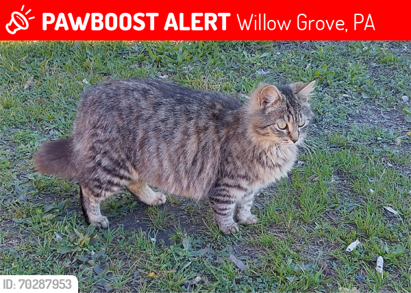 Lost Female Cat last seen Duffield st & York Road, Willow Grove, PA 19090