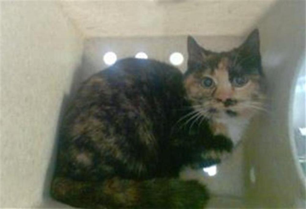 Shelter Stray Unknown Cat last seen Near BLOCK W BAYAUD AVE, DENVER CO 80223, Denver, CO 80223