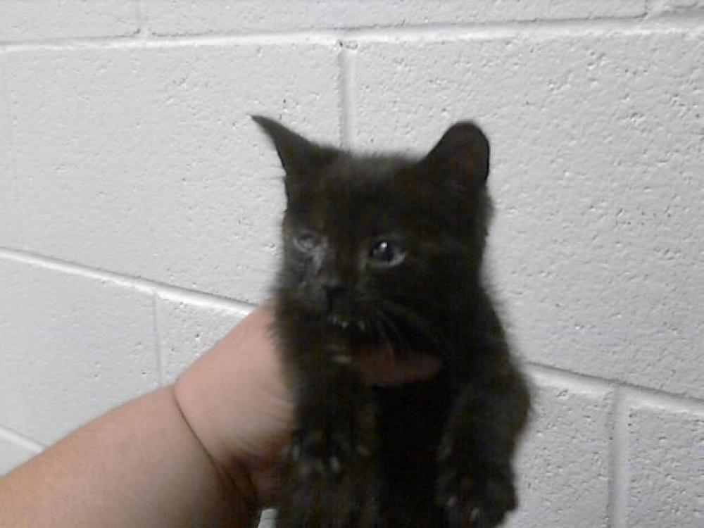 Shelter Stray Male Cat last seen Near BLOCK LAKE AVE, SPRING LAKE NC 28390, Fayetteville, NC 28306