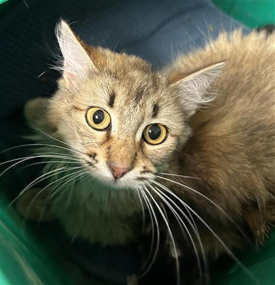 Shelter Stray Female Cat last seen Near BLOCK DECATUR ST, BAKERSFIELD CA 93308, Bakersfield, CA 93308