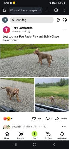 Lost Male Dog last seen Prospect and German church, Indianapolis, IN 46239