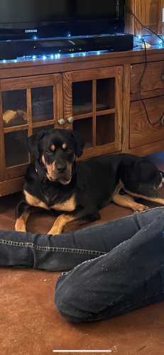 Lost Male Dog last seen Grant and sliverbell , Tucson, AZ 85745