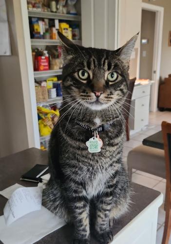 Lost Male Cat last seen Near st and 61A Ave, Surrey, BC V3S 8X8