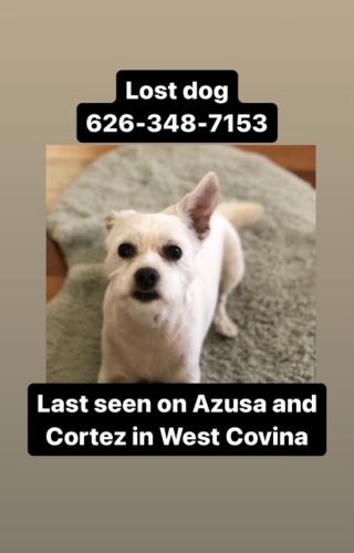 Lost Female Dog last seen West Covina , West Covina, CA 91791