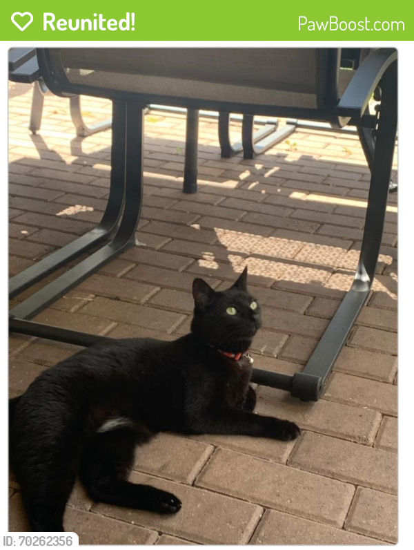 Reunited Female Cat last seen Capistara HOA, Palm Beach County, FL 33463