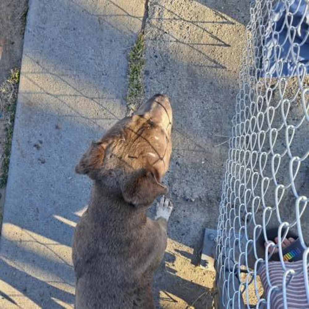 Shelter Stray Male Dog last seen Fruit and Clinton, Fresno Zone Fresno City C 93705, CA, Fresno, CA 93706