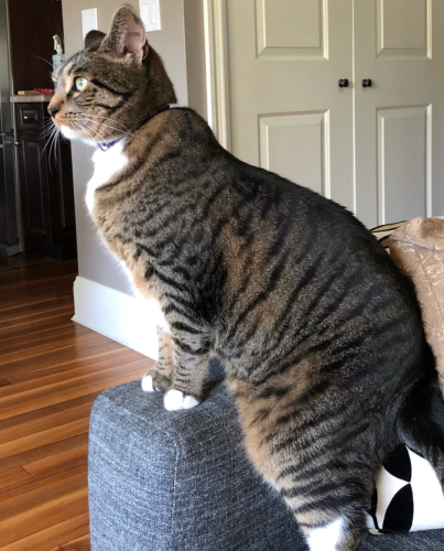Lost Female Cat last seen Macdonald and 18th ave, Vancouver, BC V6L 1B6
