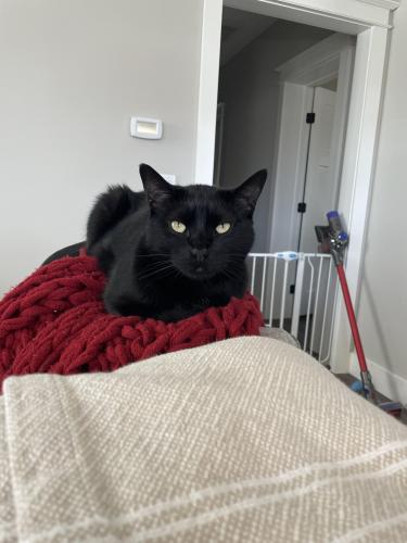 Lost Male Cat last seen Blueview Dr , Black Mountain, NC 28711