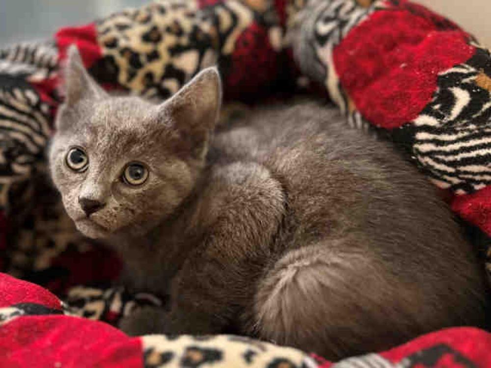 Shelter Stray Male Cat last seen , Bonita, CA 91902