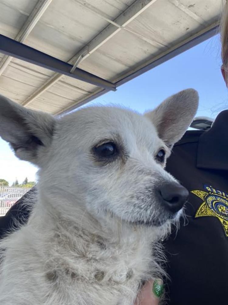 Shelter Stray Female Dog last seen Near BLOCK SHARON PL, BAKERSFIELD CA 93308, Bakersfield, CA 93308