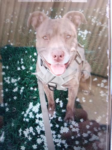 Lost Male Dog last seen Tully and princeton, Modesto, CA 95350