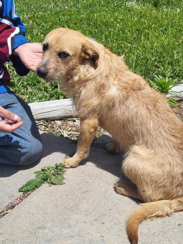 Found/Stray Male Dog last seen S. Uravan st and East Mansfield Ave , Aurora, CO 80013