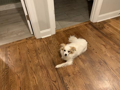 Lost Female Dog last seen Zion church rd , Hickory, NC 28602