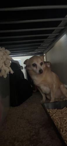 Lost Male Dog last seen Dartmouth and Haley , Bakersfield, CA 93305