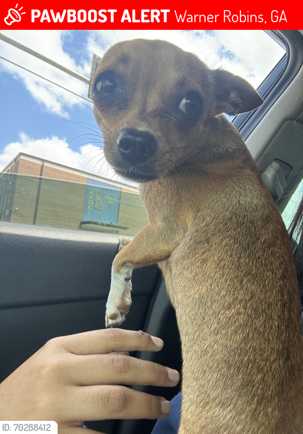 Robin Dog Warner Robins, GA Lost Female Dog, bibi Is Missing | PawBoost