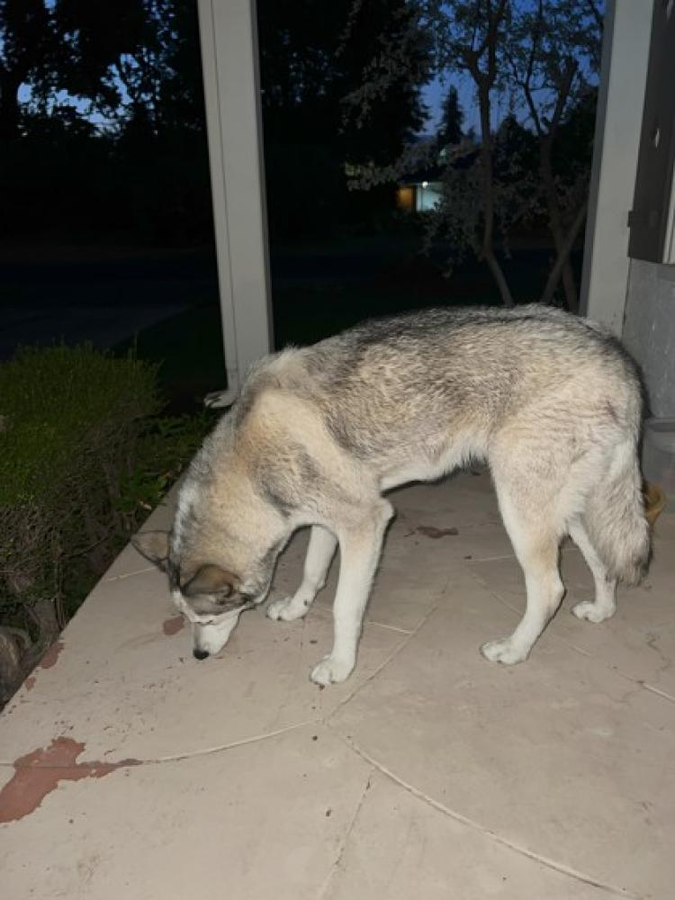 Shelter Stray Female Dog last seen Van Ness & Hampton, Fresno Zone Fresno City C 93704, CA, Fresno, CA 93706