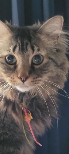 Lost Male Cat last seen Hollywood trailer park , Missoula, MT 59802
