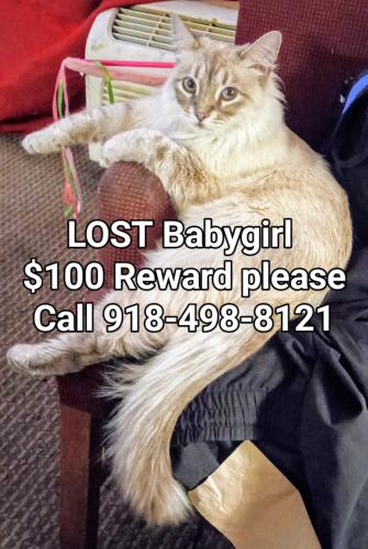 Lost Female Cat last seen 68th and Yale , Tulsa, OK 74136