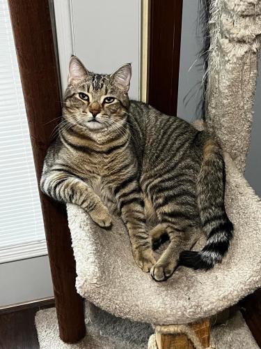 Lost Male Cat last seen Between Nutt Road and Social Row, Washington Township, OH 45458