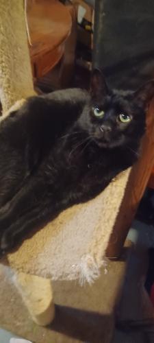 Lost Male Cat last seen 6th and hudson by the park, Wyandotte, MI 48192