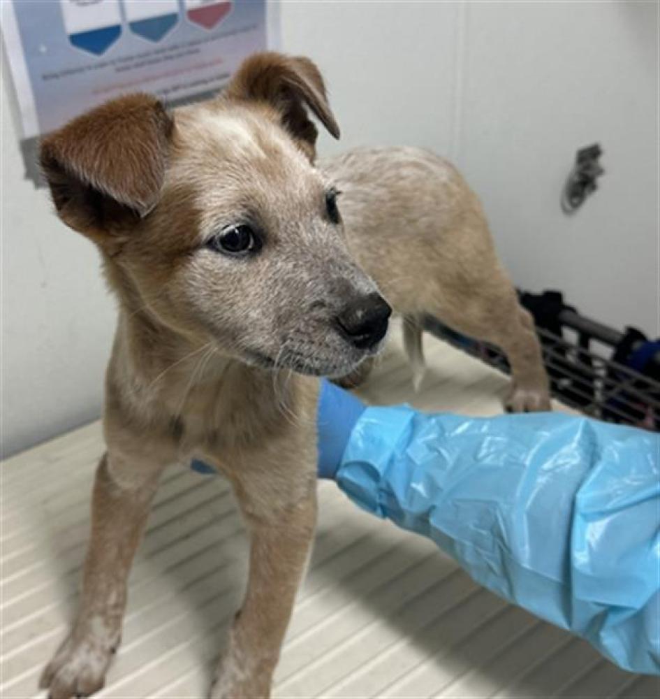 Shelter Stray Male Dog last seen SUNLAND WAY, TEHACHAPI CA 93561, Bakersfield, CA 93308