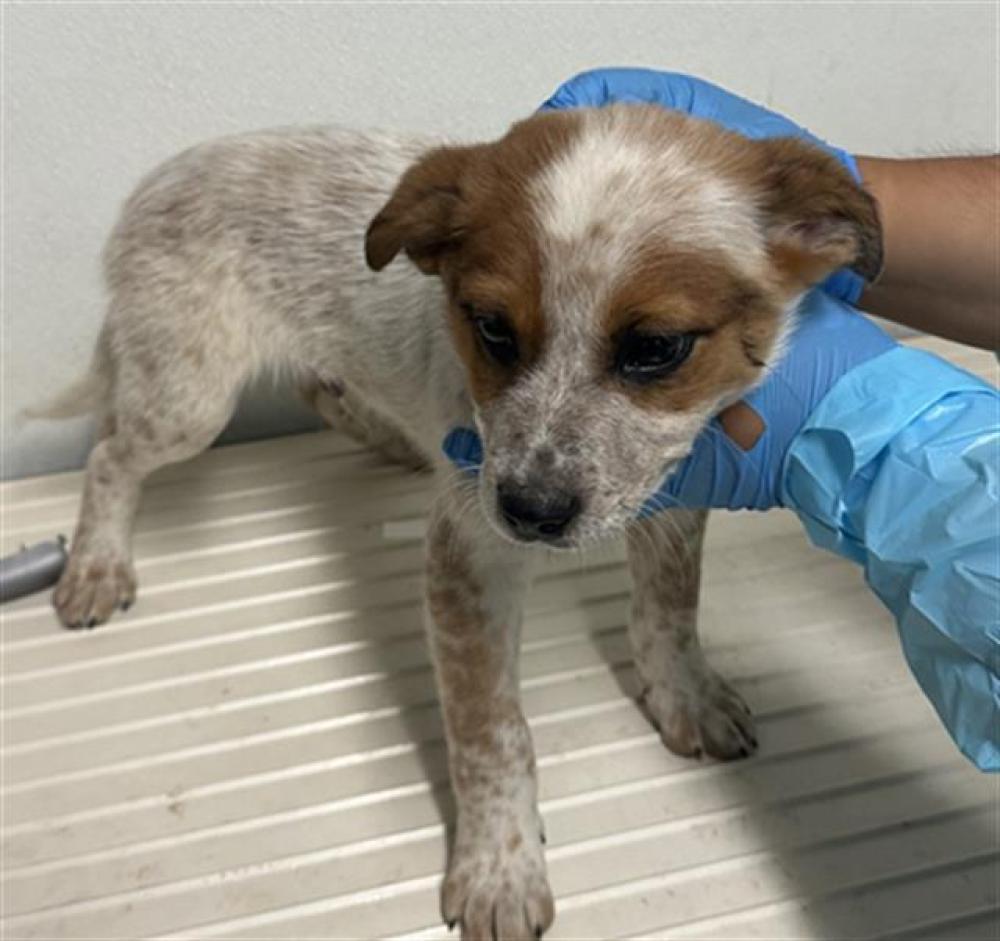 Shelter Stray Male Dog last seen SUNLAND WAY, TEHACHAPI CA 93561, Bakersfield, CA 93308