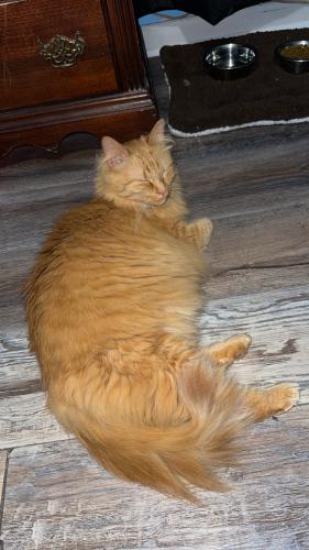 Lost Female Cat last seen Endy rd, Stanly County, NC 28001