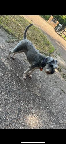 Lost Female Dog last seen Near forest lane Apt 612 Dallas,Texas 75243, Dallas, TX 75243