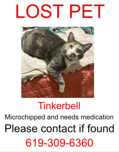 Lost Female Cat last seen Bel Cielo apmts , Post Falls, ID 83854