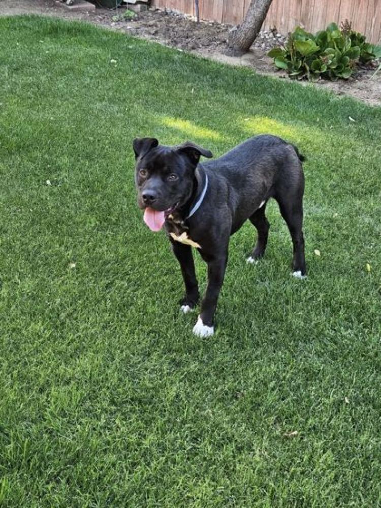 Shelter Stray Male Dog last seen Maple & Nees, Fresno Zone Fresno City B 93720, CA, Fresno, CA 93706
