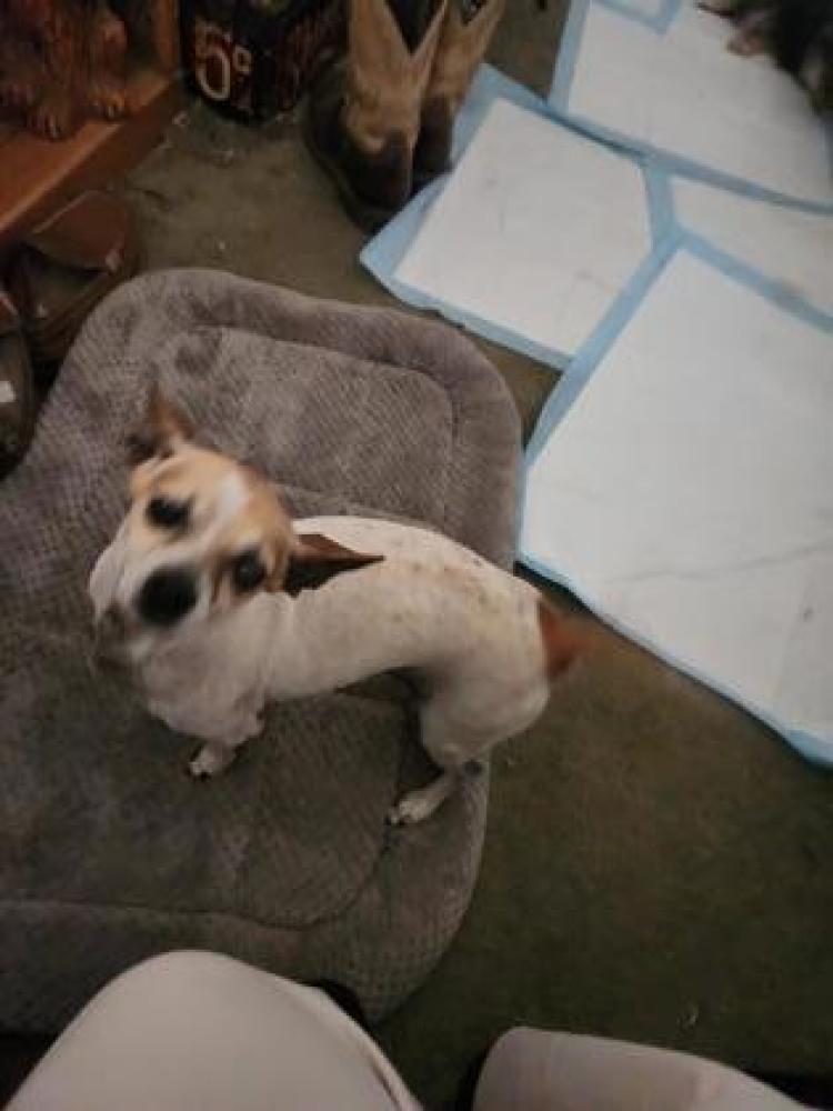 Shelter Stray Female Dog last seen Dudley & Brawley, Fresno Zone Fresno City E 93706, CA, Fresno, CA 93706