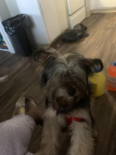Lost Male Dog last seen Watt Ave and Karl Dr. North Highlands , North Highlands, CA 95660