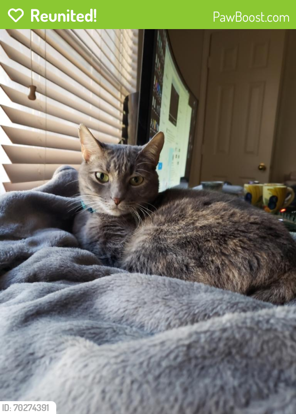 Reunited Female Cat last seen Mckinney Ranch Parkway and Lake Forest, McKinney, TX 75070