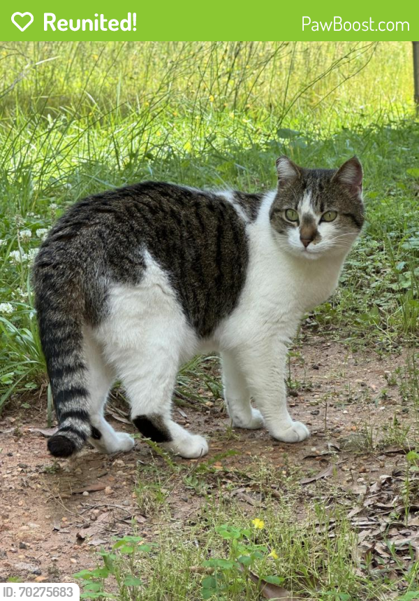 Reunited Female Cat last seen 29th Avenue Drive NW Hickory, Hickory, NC 28601