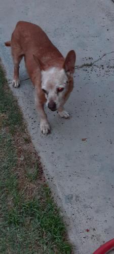 Lost Male Dog last seen Mt. Vernon Ave. / Center St., Bakersfield, CA 93305
