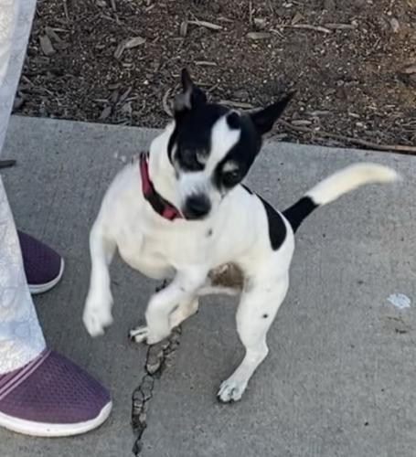 Lost Male Dog last seen Donax and Dearborn st close to Coronado ave , San Diego, CA 92154
