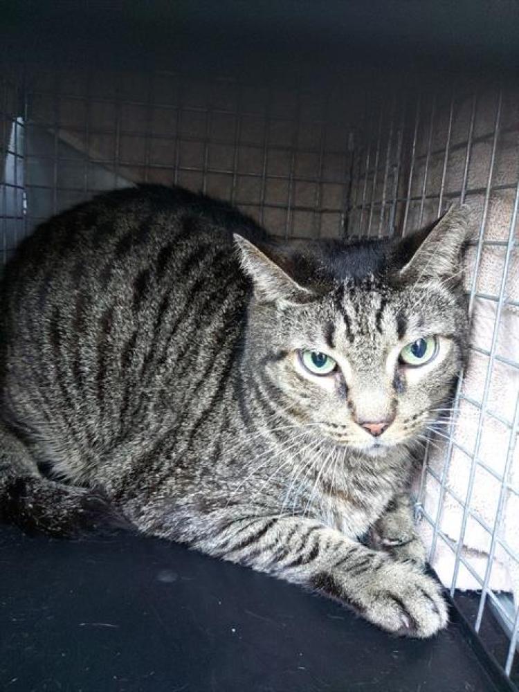 Shelter Stray Unknown Cat last seen Near BLOCK GRANT ST, HOLLYWOOD FL 33024, Davie, FL 33312