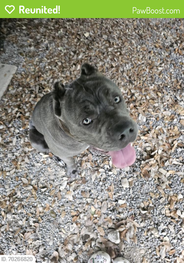 Reunited Male Dog last seen Near seawillow road , Lockhart, TX 78644