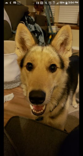 Lost Female Dog last seen Behind Phil long ford, Littleton, CO 80123