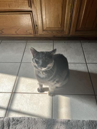 Lost Female Cat last seen 2nd and Sante Fe, Chisholm Lake edition, Edmond, OK 73003